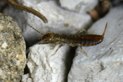 Chelidurella