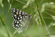 Chiasmia clathrata