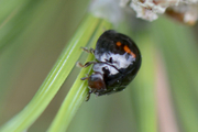 Chilocorus bipustulatus