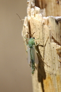 Chironomidae
