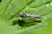 Chironomidae