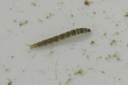 Chironomidae