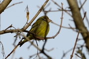 Chloris chloris