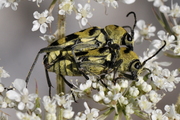 Chlorophorus varius