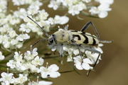 Chlorophorus varius
