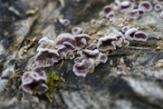 Chondrostereum purpureum