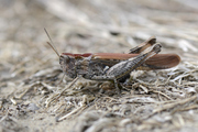Chorthippus brunneus
