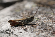 Chorthippus