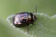 Chrysolina americana