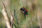 Chrysomela populi