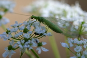 Chrysoperla