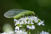 Chrysoperla