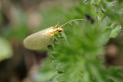 Chrysopidae