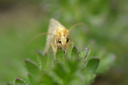 Chrysopidae