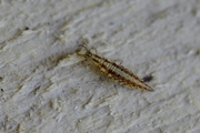 Chrysopidae