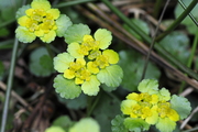 Chrysosplenium alternifolium