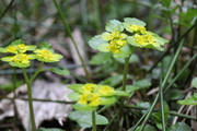Chrysosplenium alternifolium