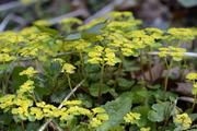 Chrysosplenium alternifolium