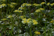 Chrysosplenium alternifolium