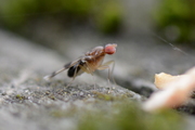 Chymomyza amoena