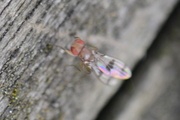 Chymomyza amoena