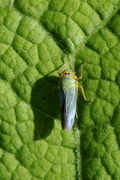Cicadella viridis
