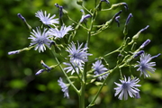 Cicerbita plumieri