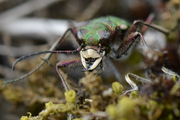 Cicindela campestris