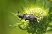 Cidnopus pilosus