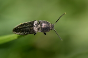 Cidnopus pilosus