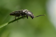 Cidnopus pilosus