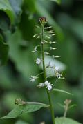 Circaea lutetiana