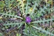 Cirsium acaule