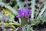 Cirsium acaule