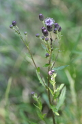 Cirsium arvense