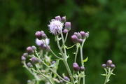 Cirsium arvense