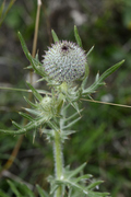 Cirsium eriophorum
