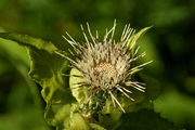 Cirsium oleraceum
