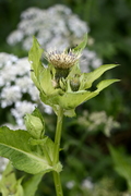 Cirsium oleraceum
