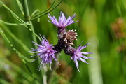 Cirsium palustre