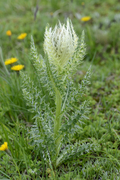 Cirsium spinosissimum