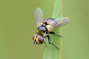 Cistogaster globosa