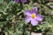 Cistus albidus