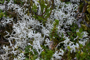 Cladonia rangiferina
