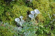 Cladonia