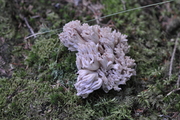 Clavaria zollingeri