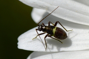Closterotomus biclavatus
