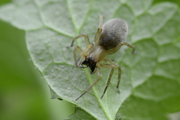 Clubionidae