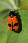 Clytra laeviuscula
