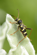 Clytus arietis